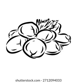 dumpling, Russian food, vector sketch