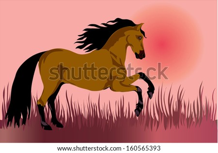 dun Horse hurrying on a background sunset sky