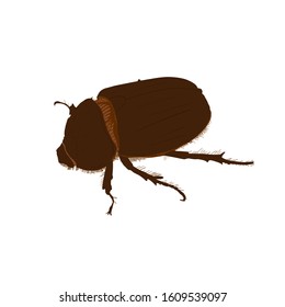 Dung beetle close-up. Isolated vector illustration