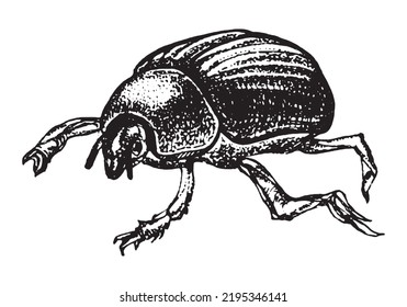 Dung Beetle Insect Hand Drawn Sketch Illustration