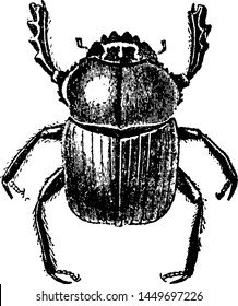 Dung Beetle, vintage engraved illustration.