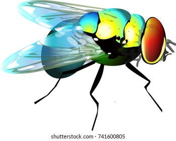 Dung fly insect isolated vector illustration