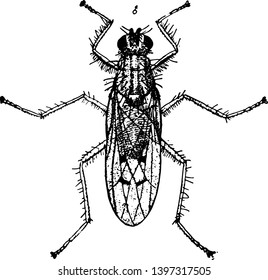 Dung Fly is a small family of Muscoidea vintage line drawing or engraving illustration.