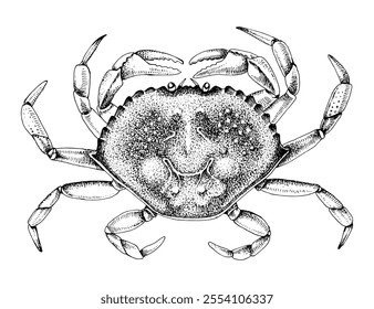 Dungeness Crab hand drawn vector illustration