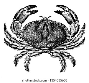 Dungeness Crab is a species of crab that inhabits eelgrass beds, vintage line drawing or engraving illustration.