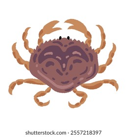 Dungeness crab vector illustration. Not AI.