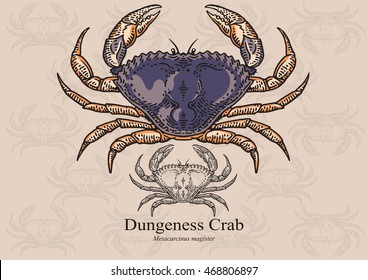 Dungeness crab. Vector illustration with refined details and optimized stroke that allows the image to be used in small sizes (in packaging design, decoration, educational graphics, etc.)