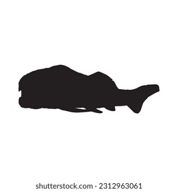 Dunkleosteus, Prehistoric Predator Large Fish Silhouette