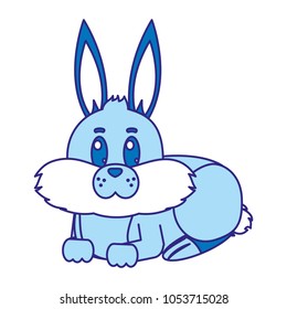 duo color nice wild rabbit animal lying