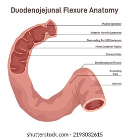 Duodenum anatomy. Intestine connecting the stomach to the middle part of the small intestine. Human digestive system studying. Flat vector illustration