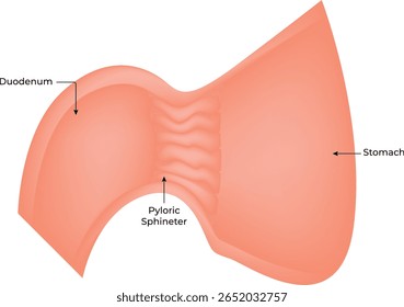 Duodeno, Esfíncter pilórico, Ilustração de vetor estomacal