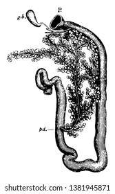 Duodenum von Kaninchen, Vintage-Linien-Zeichnung oder Graviergrafik.