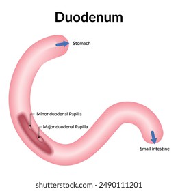 Duodenum Science Design Vector Illustration Diagram
