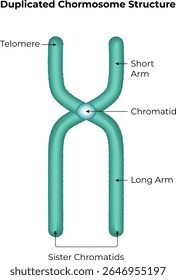 Duplicated Chromosome Structure Science Design Vector Illustration Diagram