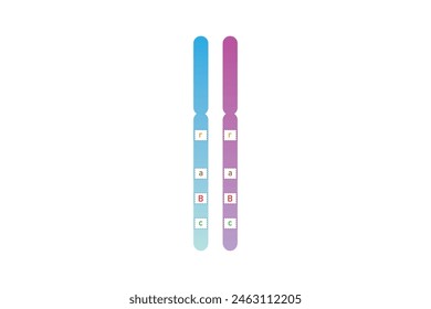 Duplicated Chromosome Structure Scientific Design. Vector Illustration.