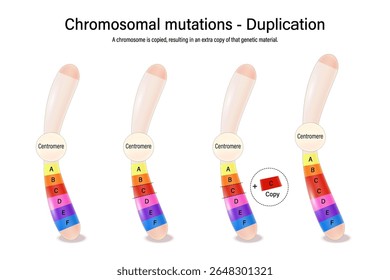 Duplicação. Mutações cromossômicas. Vários distúrbios genéticos. Alteração da estrutura cromossômica. Vetor usado para educação científica e médica. 