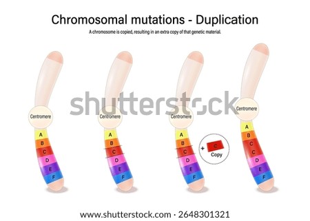 Duplication. Chromosomal mutations. Various genetic disorders. Alteration of chromosome structure. Vector used for scientific and medical education. 