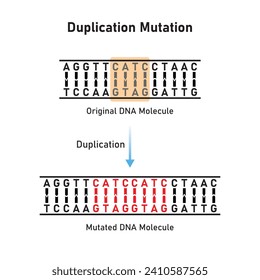 Duplication Mutation Scientific Design. Vector Illustration.