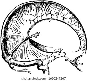 The dura mater and cranial sinuses, vintage line drawing or engraving illustration.