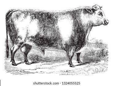 Durham Ox, vintage engraved illustration. From Zoology Elements from Paul Gervais.
