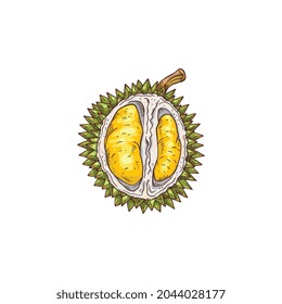Durian cut in half - hand drawn fresh fruit isolated on white background. Spiky green exotic food drawing, vector illustration.