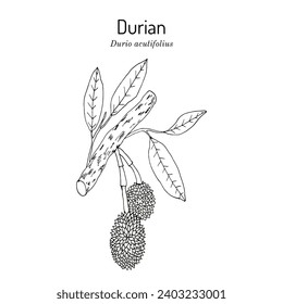 Durian (Durio acutifolius), medicinal and edible plant. Hand drawn botanical vector illustration