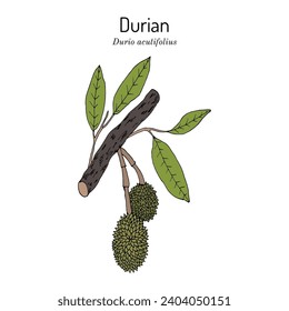 Durian (Durio acutifolius), medicinal and edible plant. Hand drawn botanical vector illustration