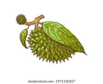 Durian exotic fruit covered with leaf, cartoon vector illustration isolated on white background. Spiky durian tropical fruit or fetus symbol for prints and packaging.