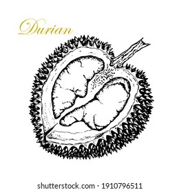 Durian. Fetus. Black and white hand drawn illustration. Sketch. Isolated on white.