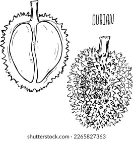 Vector blanco y negro de frutas durianas aislado en un fondo blanco.