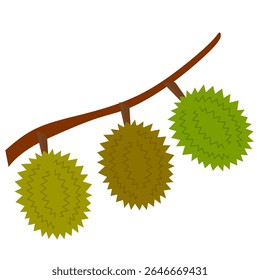 Durian fruit clip art. Asian fruit or tropical fruit. Durian in branch vector ilustration with various colour isolated in white background