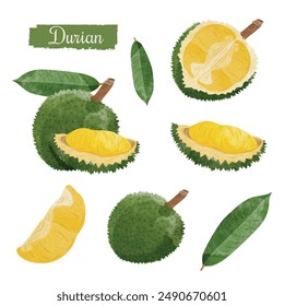 Durian fruit Design elements. watercolour style vector illustration.