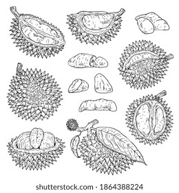 Durian fruit drawing set - hand drawn collection of exotic food in whole and cut up form isolated on white background. Vector illustration of line art.