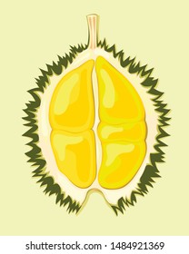 durian fruit exotic vector illustration