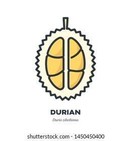 Durian fruit icon, outline with color fill style vector illustration, cross-sction