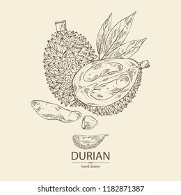 Durian:  Fruit And Leaves. Vector Hand Drawn Illustration.