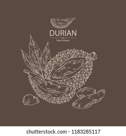 Durian:  fruit and leaves. Vector hand drawn illustration.