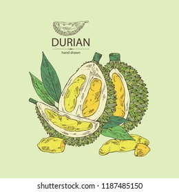 Durión: frutas y hojas.Ilustración dibujada a mano por vectores.