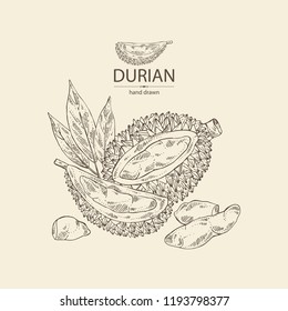 Durian: fruit and leaves. Vector hand drawn illustration.
