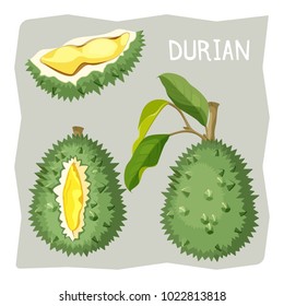 Durian fruit in sharp cracked skin with piece of branch