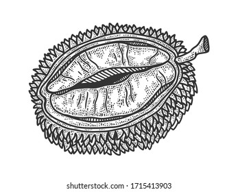 Durian fruit sketch engraving vector illustration. T-shirt apparel print design. Scratch board imitation. Black and white hand drawn image.