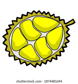 durian fruit split vector illustration,isolated on white background for education,fruits top view