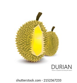 Durian is a fruit that is popular during the season with a unique smell.