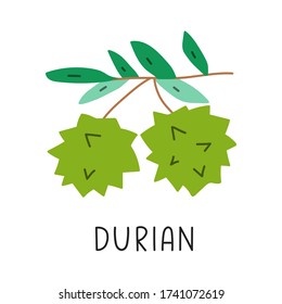 Durian fruit. Vector hand drawn illustration on white background.
