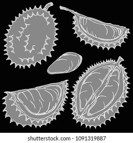 Durian fruit vector illustration, vector