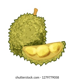 Durian Fruit Vector Illustration