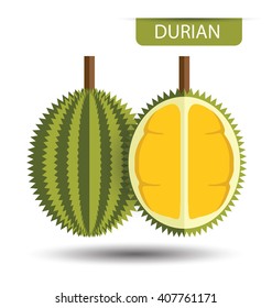 Durian, fruit vector illustration