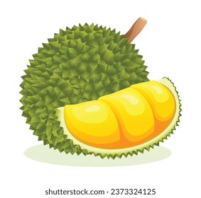 Durian fruit vector illustration isolated on white background