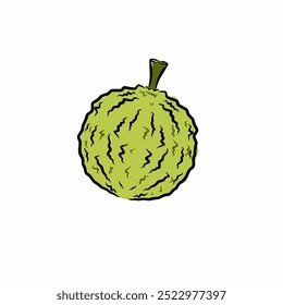Durian fruit vector illustration isolated on white 