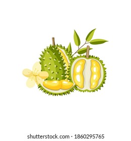 Fruta duriana. Ilustración vectorial de un todo, medio, rama con hojas, flor de un fruto tropical. Comida vegetariana fresca cruda. Estilo de caricatura. Frutos exóticos aislados en un fondo blanco.